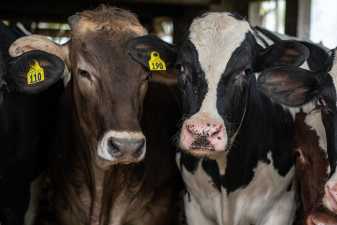 two cows with ear tags