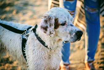 a wet dog on the beach