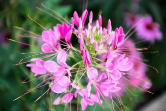 closeup of a pink flower