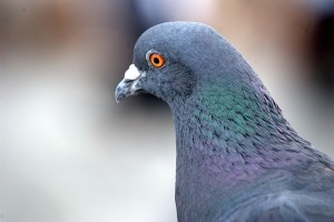 pigeon